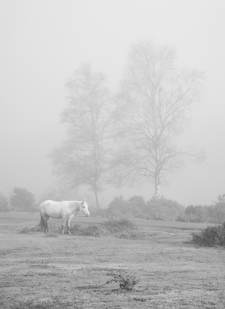 Misty Morning,  Furzley Common,  New Forest 6 